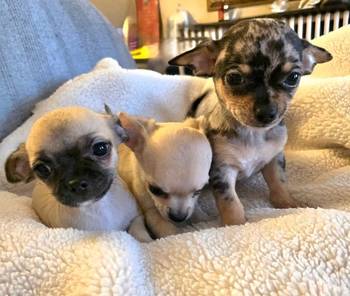 Štenci ekstra mini čivave