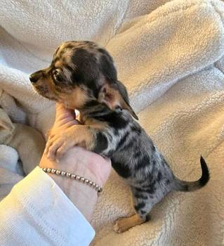 Štenci ekstra mini čivave