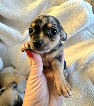 Štenci ekstra mini čivave