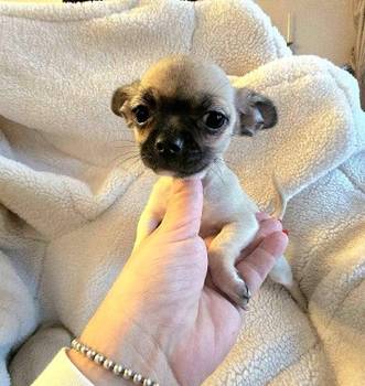 Štenci ekstra mini čivave