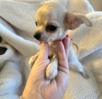 Štenci ekstra mini čivave