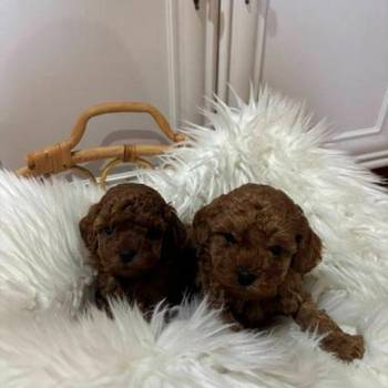 Patuljasta pudla, muško štene