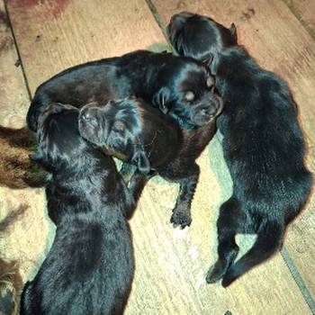 Prodaju se stenad Tibetanskog Mastifa sampionskog porijekla