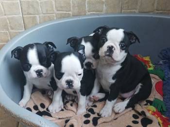 Boston terijer zenska stenad