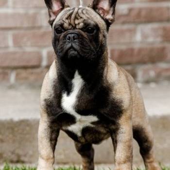 Francuski buldog mladi muzjak