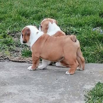 Engleski buldog štenci