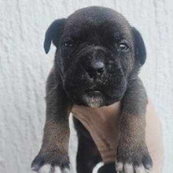 Cane Corso štenci