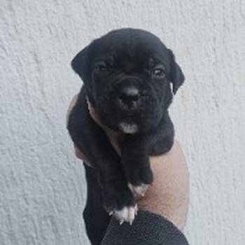 Cane Corso štenci