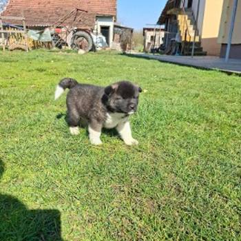 Americka Akita prelepi stenci