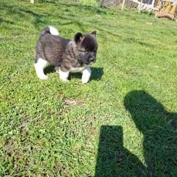 Americka Akita prelepi stenci