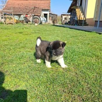 Americka Akita prelepi stenci