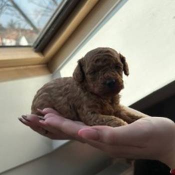 Stenci patuljaste/aprikot/ pudle