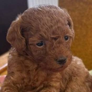 Stenci patuljaste/aprikot/ pudle