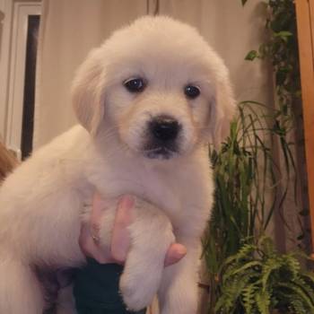 Nudimo nevjerojatne štence zlatnog retrivera s izvrsnom krvnom linijom.