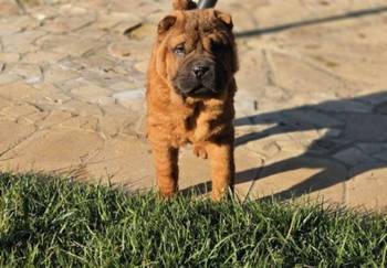 Šar Pej, čistokrvni štenci