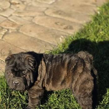 Šar Pej, čistokrvni štenci