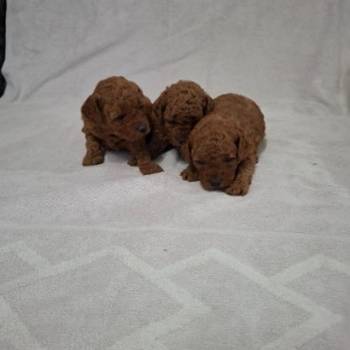 Prodajem patuljaste crvene pudle