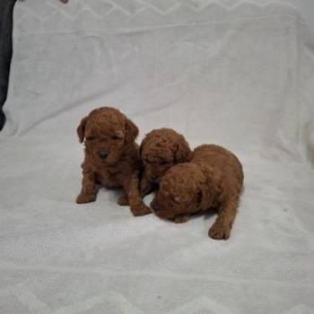 Prodajem patuljaste crvene pudle