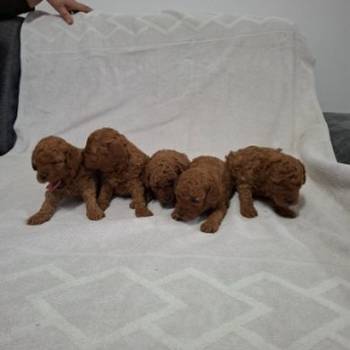 Prodajem patuljaste crvene pudle