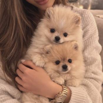 Pomeranac BOO štenci