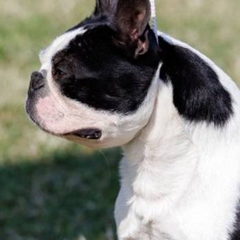 Boston terrier zreli muzjak