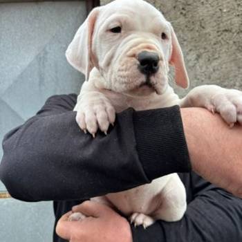 Dogo Argentino štenci