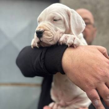 Dogo Argentino štenci