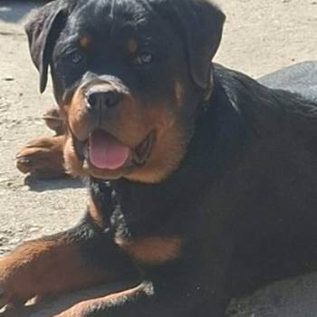 Rotvajler žensko štene