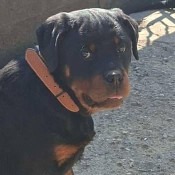 Rotvajler žensko štene