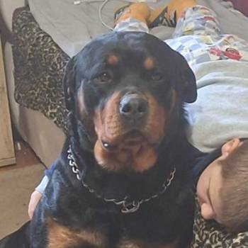 Rotvajler žensko štene