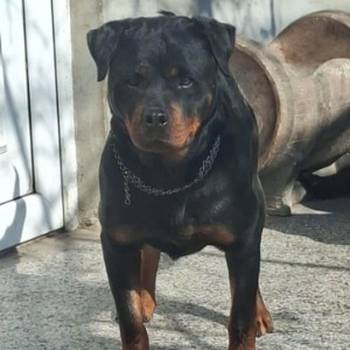 Rotvajler žensko štene