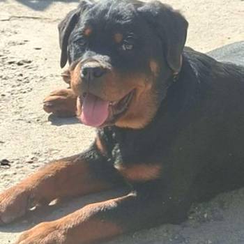 Rotvajler žensko štene