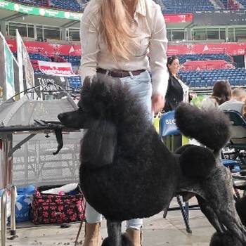 Šampionsko leglo: Crne Standardne Pudle vrhunskog ranga