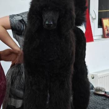 Šampionsko leglo: Crne Standardne Pudle vrhunskog ranga