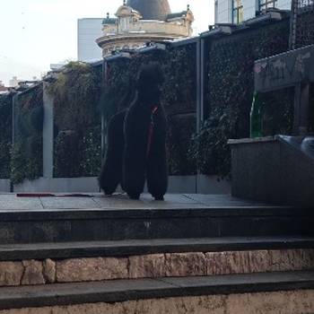 Šampionsko leglo: Crne Standardne Pudle vrhunskog ranga