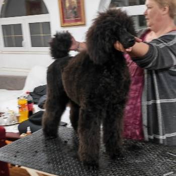 Šampionsko leglo: Crne Standardne Pudle vrhunskog ranga