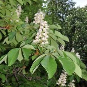 Prodajem sadnice pitomog kestena, sorta Marsol