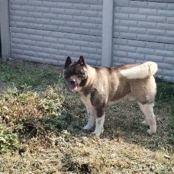 Americka Akita, mužjak slobodan za parenje