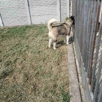 Americka Akita, mužjak slobodan za parenje