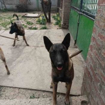 Belgijski ovčar malinoa štenci