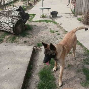 Belgijski ovčar malinoa štenci