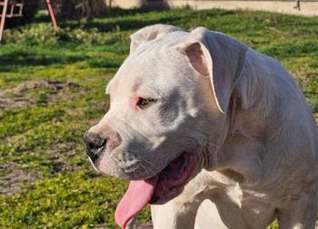 Dogo Argentino prvobirano musko stene