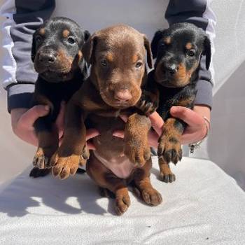 Doberman prelepi štenci
