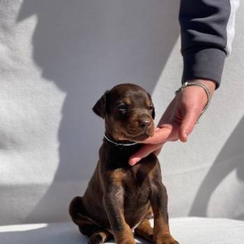 Doberman prelepi štenci