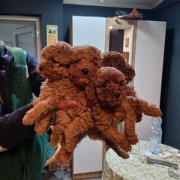 Na prodaju štenci patuljaste pudle