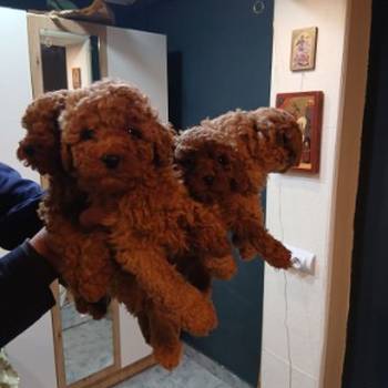 Na prodaju štenci patuljaste pudle