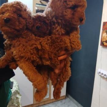 Na prodaju štenci patuljaste pudle