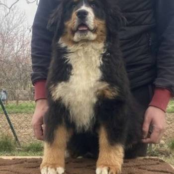 Ženka bernskog planinskog psa