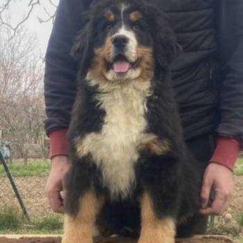 Ženka bernskog planinskog psa