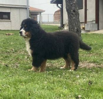 Ženka bernskog planinskog psa